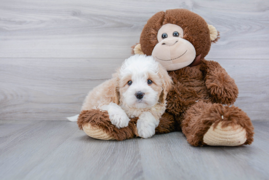 Energetic Bernadoodle Poodle Mix Puppy