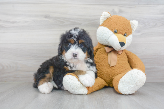 Cute Mini Bernedoodle Baby