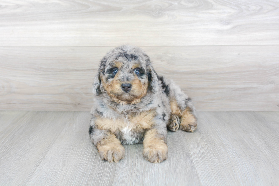 Small Mini Bernedoodle Baby