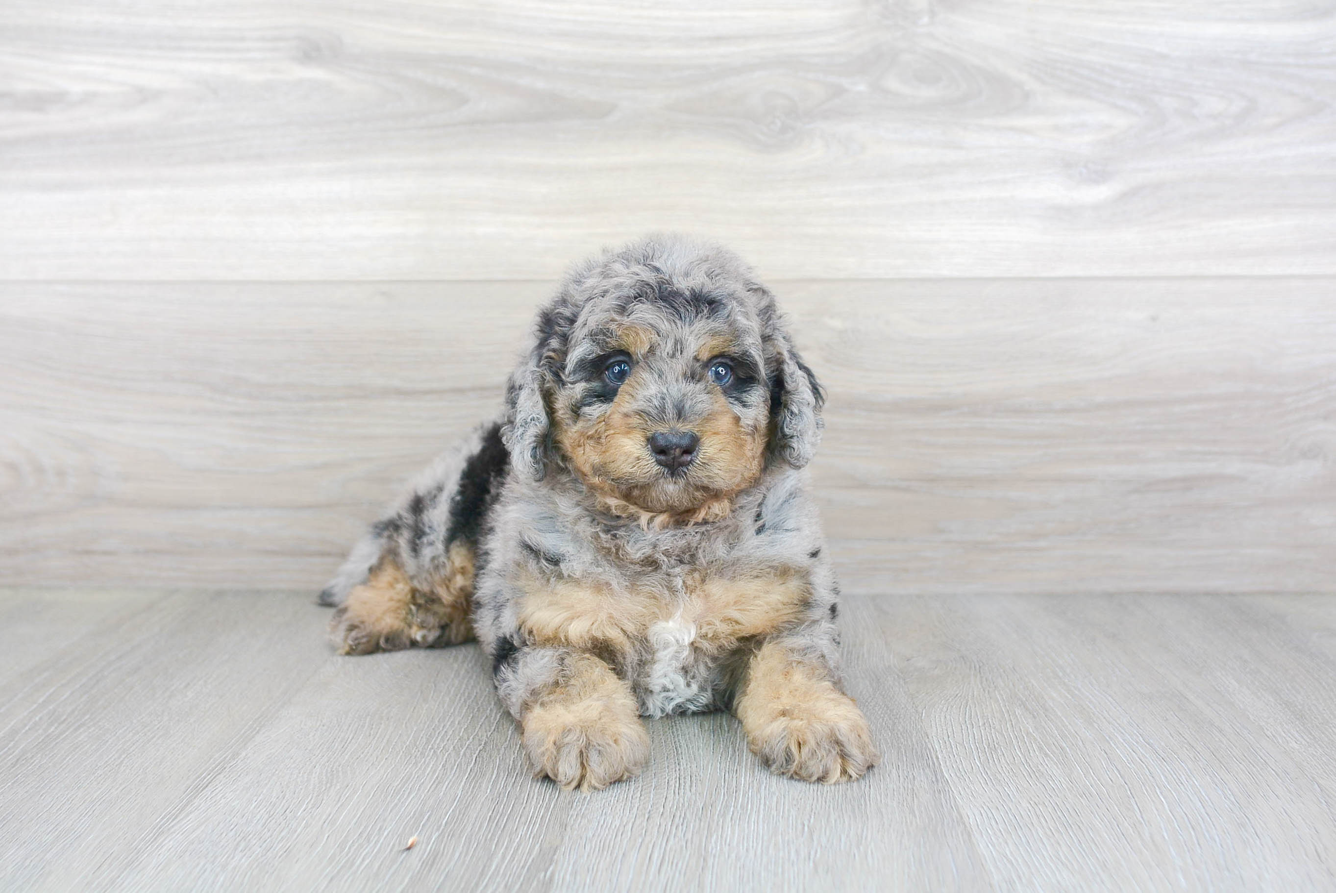 Mini Bernedoodle Pup Being Cute