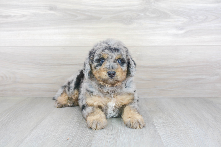 Mini Bernedoodle Pup Being Cute