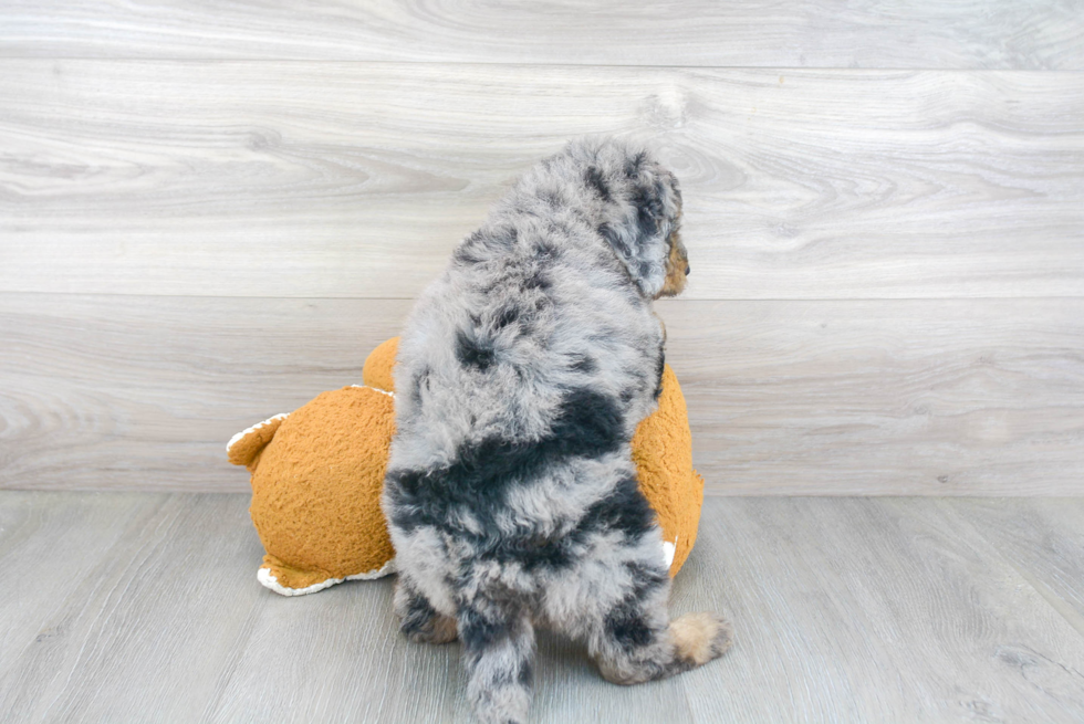 Mini Bernedoodle Pup Being Cute