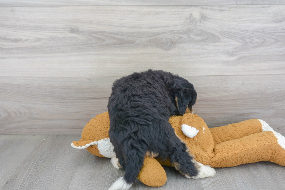 Mini Bernedoodle Pup Being Cute