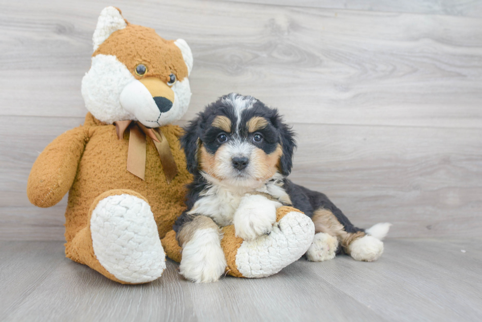 Best Mini Bernedoodle Baby