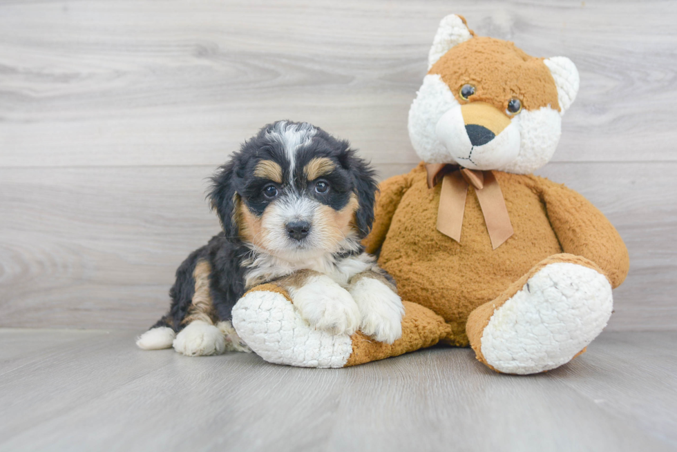 Happy Mini Bernedoodle Baby