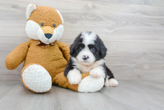 Mini Bernedoodle Pup Being Cute