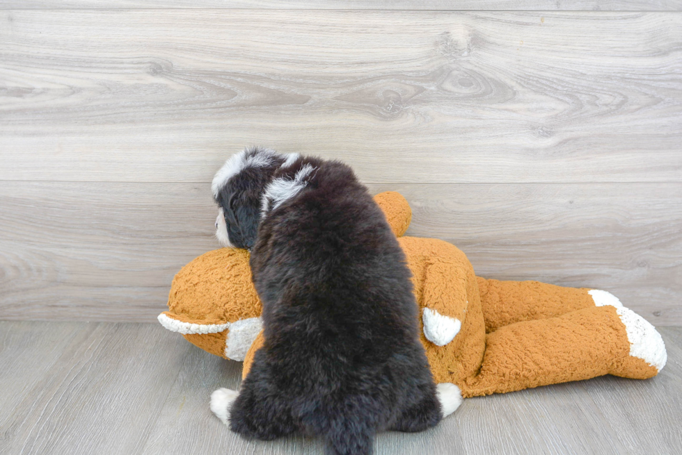 Little Mini Berniedoodle Poodle Mix Puppy