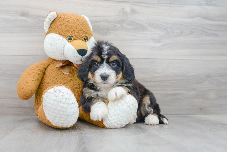 Hypoallergenic Mini Berniedoodle Poodle Mix Puppy