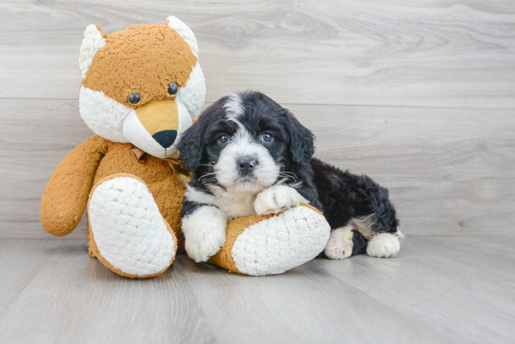 Funny Mini Bernedoodle Poodle Mix Pup