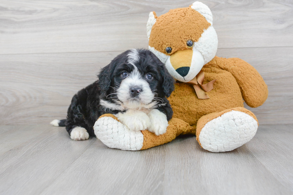 Sweet Mini Bernedoodle Baby