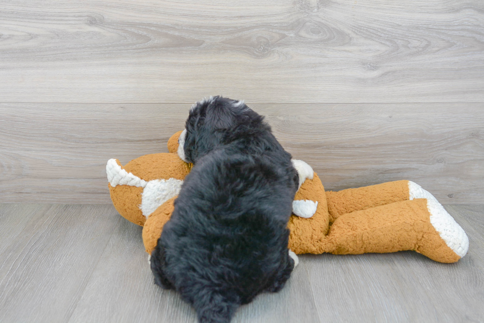 Popular Mini Bernedoodle Poodle Mix Pup