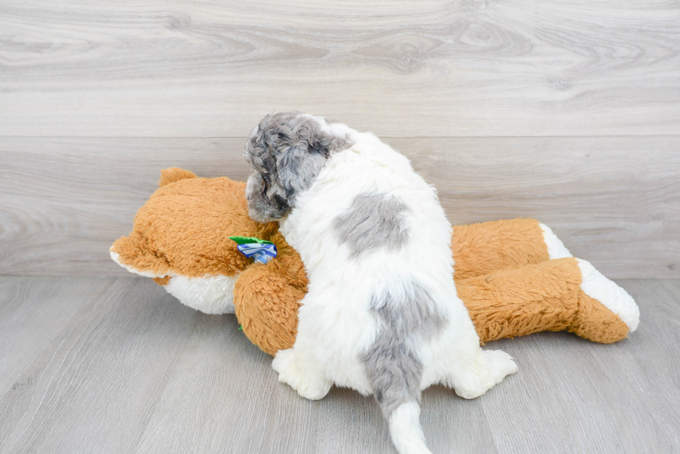 Energetic Mini Berniedoodle Poodle Mix Puppy