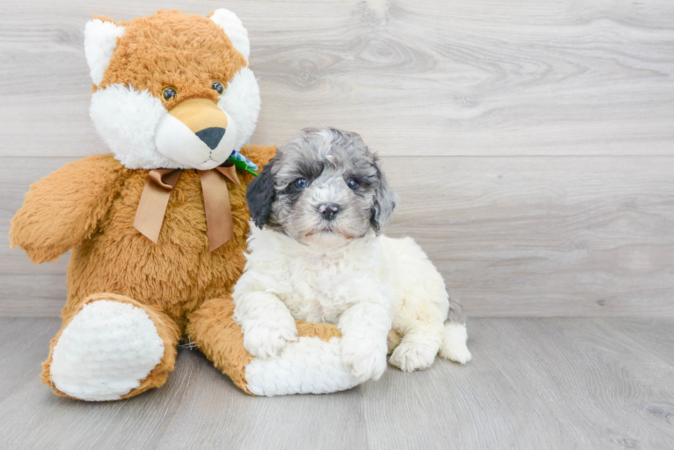 Mini Bernedoodle Puppy for Adoption