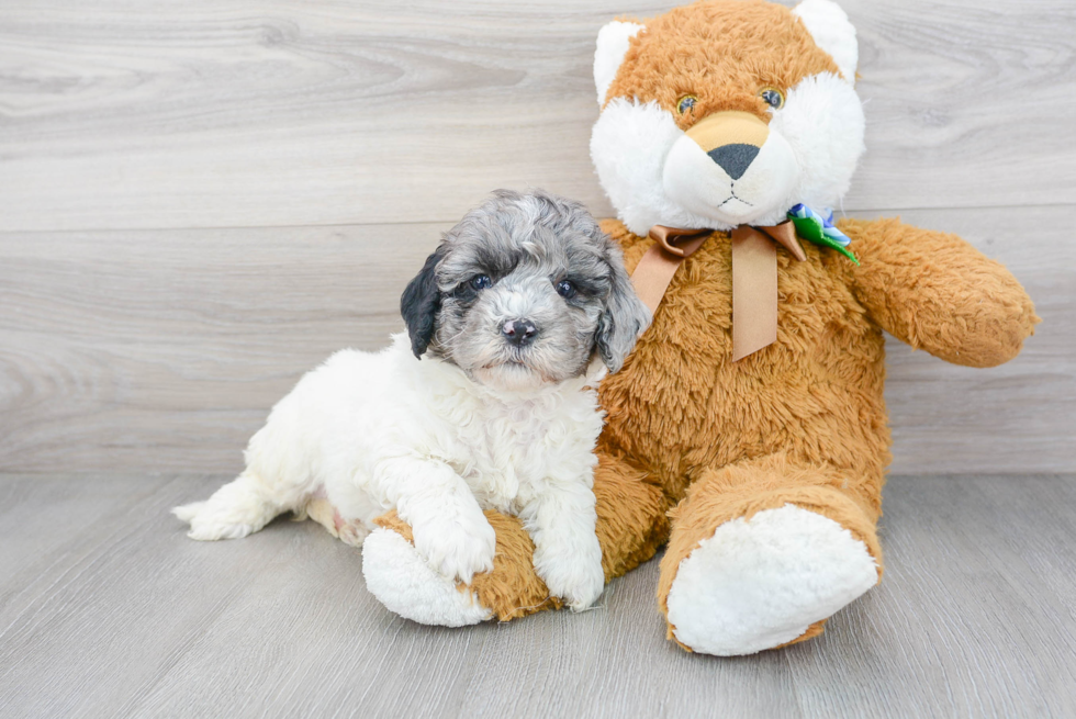 Little Mini Berniedoodle Poodle Mix Puppy