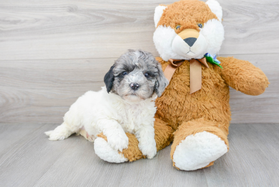 Little Mini Berniedoodle Poodle Mix Puppy