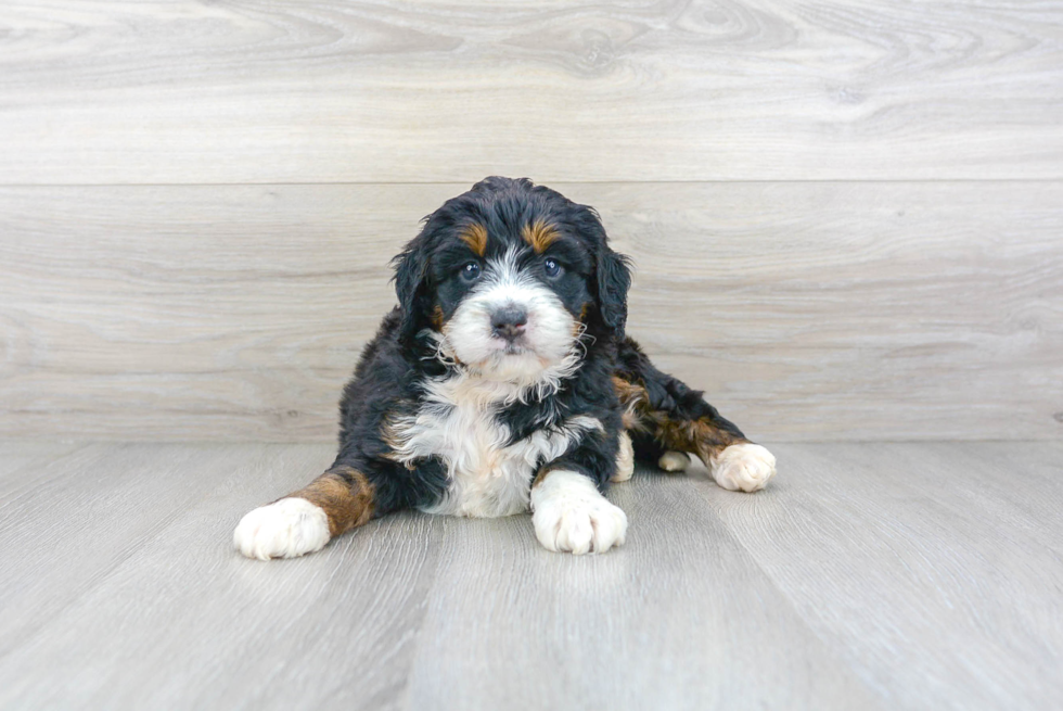 Mini Bernedoodle Pup Being Cute