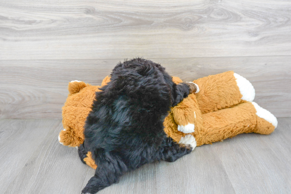 Little Mini Berniedoodle Poodle Mix Puppy