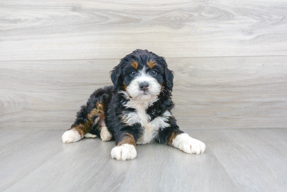 Energetic Mini Berniedoodle Poodle Mix Puppy