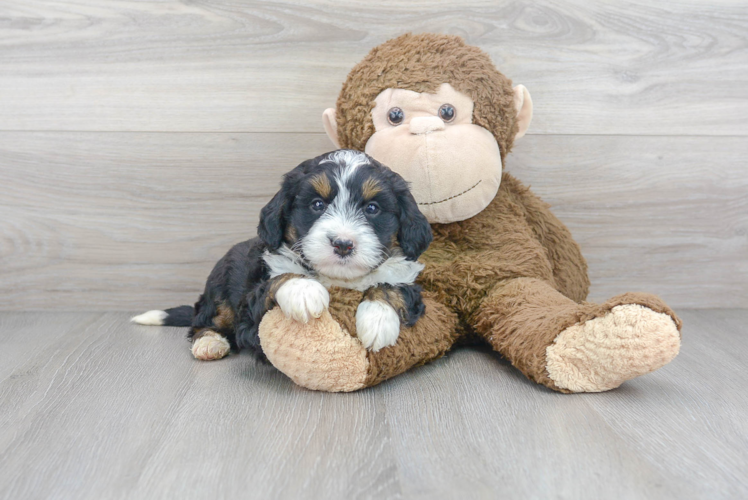 Funny Mini Bernedoodle Poodle Mix Pup