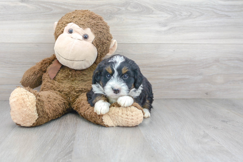 Smart Mini Bernedoodle Poodle Mix Pup