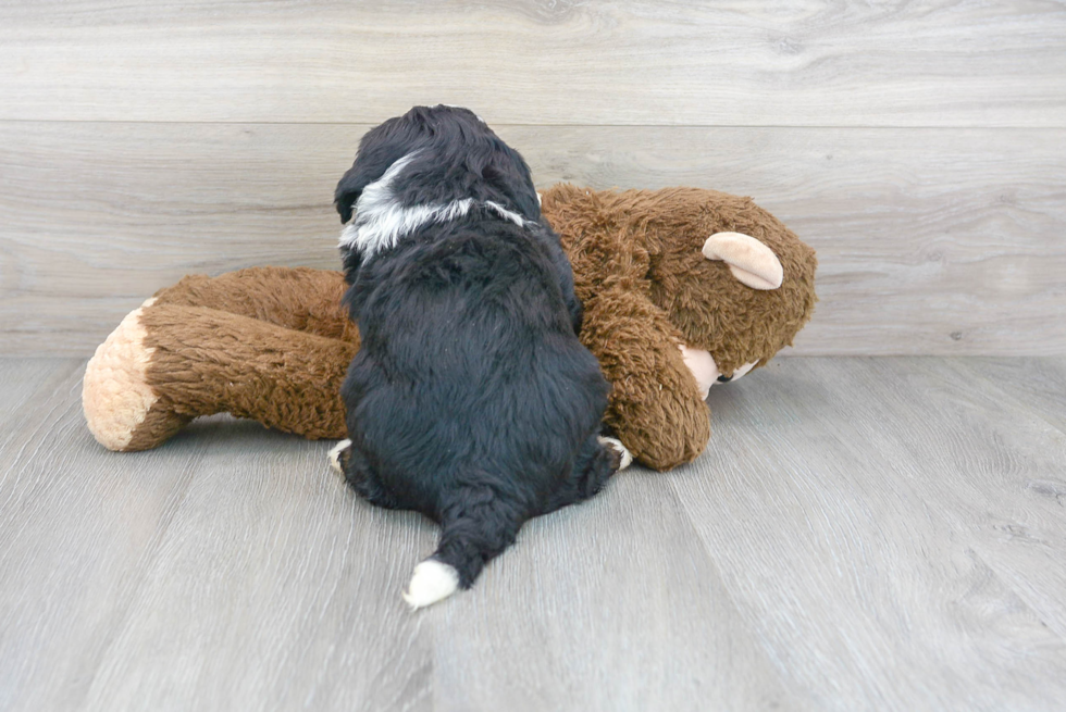 Fluffy Mini Bernedoodle Poodle Mix Pup