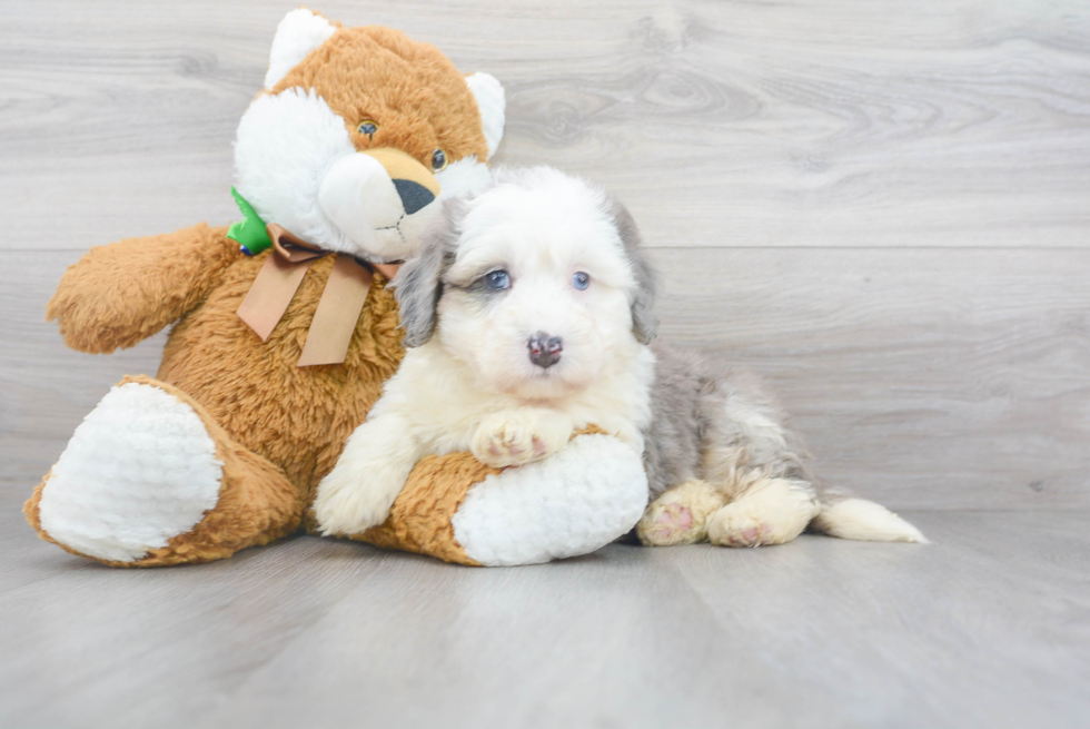 Friendly Mini Bernedoodle Baby