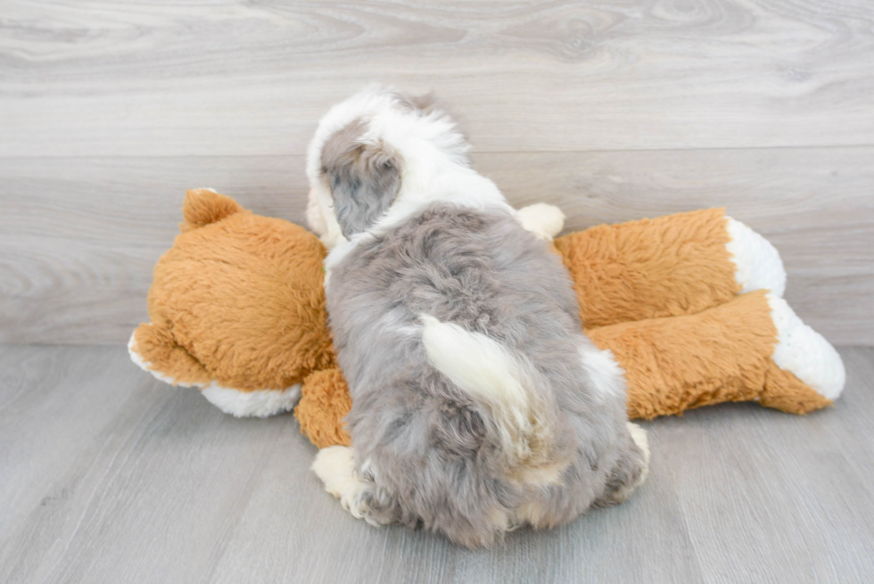 Cute Mini Bernedoodle Baby