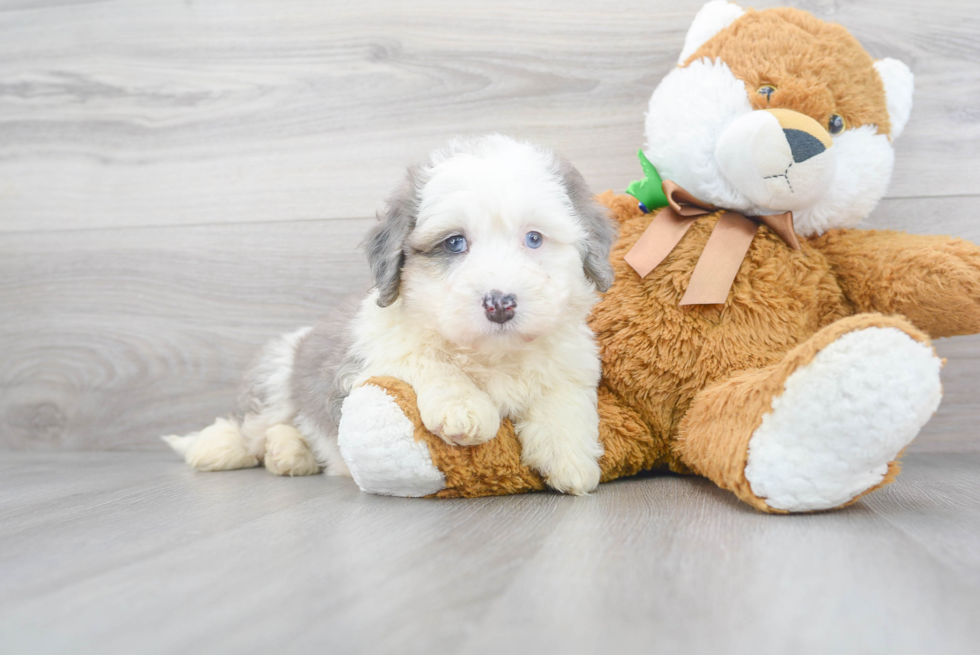 Hypoallergenic Mini Berniedoodle Poodle Mix Puppy