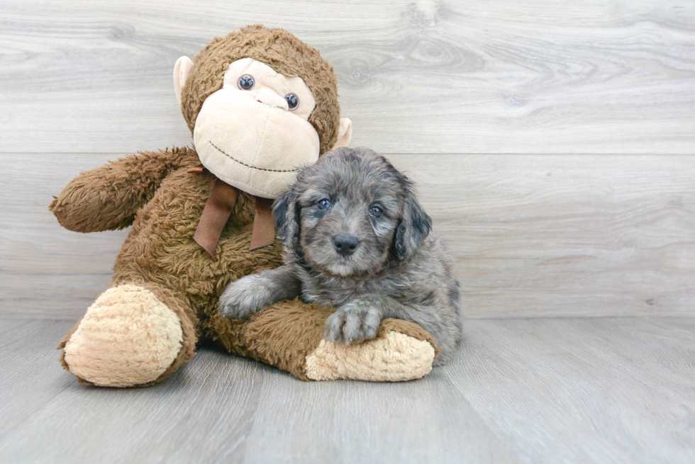 Cute Mini Bernedoodle Baby