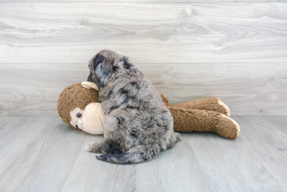 Mini Bernedoodle Pup Being Cute