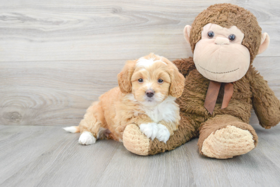 Best Mini Bernedoodle Baby