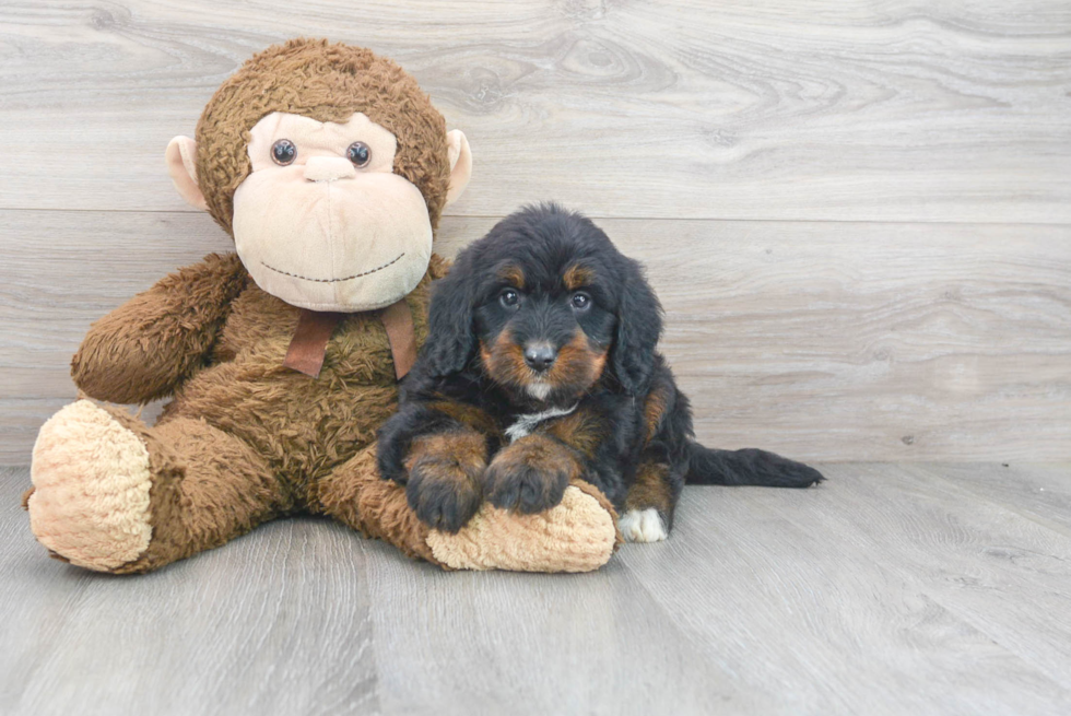 Best Mini Bernedoodle Baby