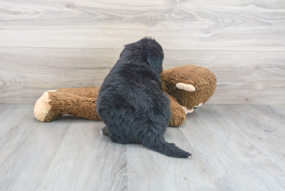 Best Mini Bernedoodle Baby