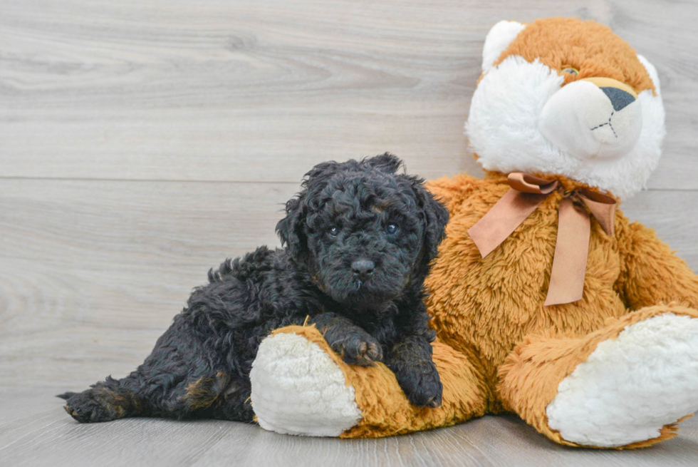 Mini Bernedoodle Pup Being Cute