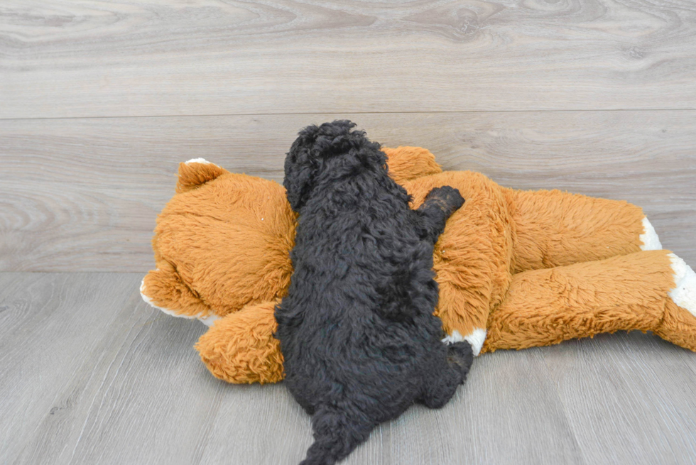 Smart Mini Bernedoodle Poodle Mix Pup