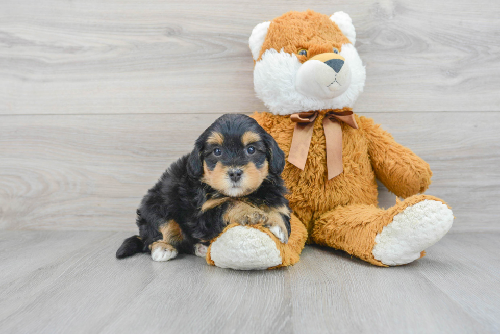 Mini Bernedoodle Puppy for Adoption