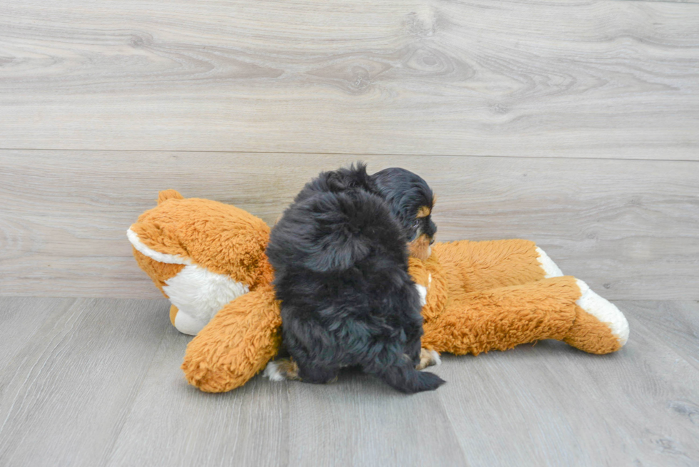 Adorable Bernadoodle Poodle Mix Puppy