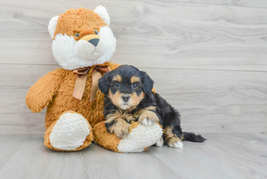 Petite Mini Bernedoodle Poodle Mix Pup