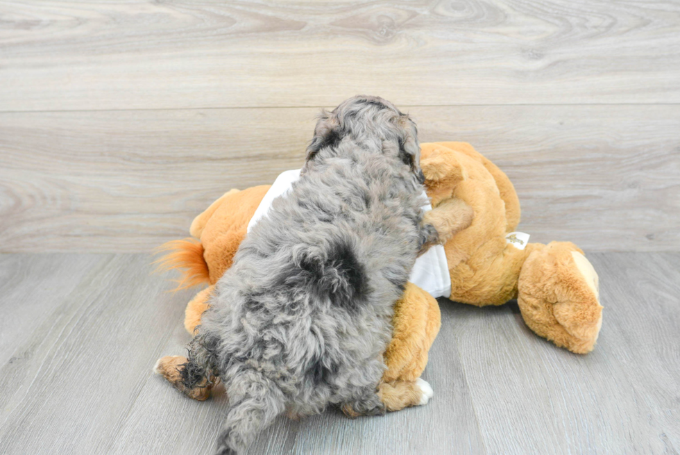 Funny Mini Bernedoodle Poodle Mix Pup