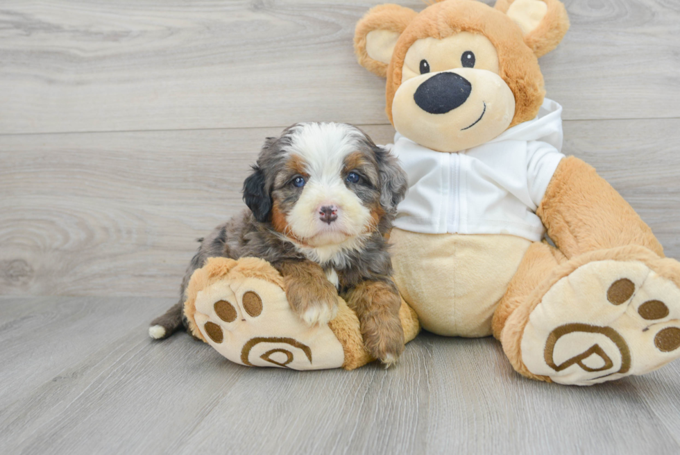 Best Mini Bernedoodle Baby