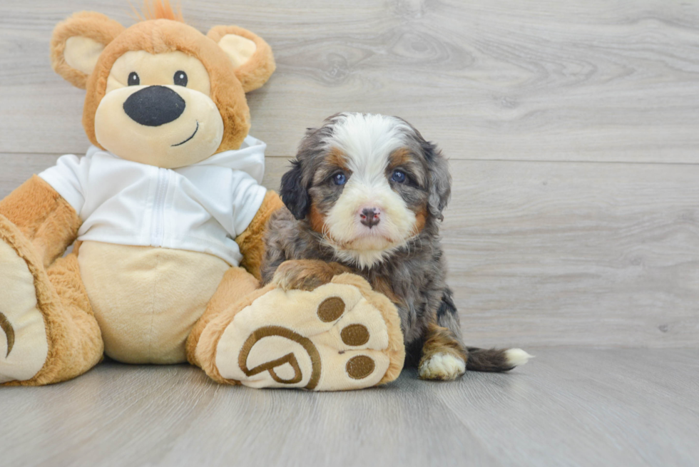 Mini Bernedoodle Pup Being Cute