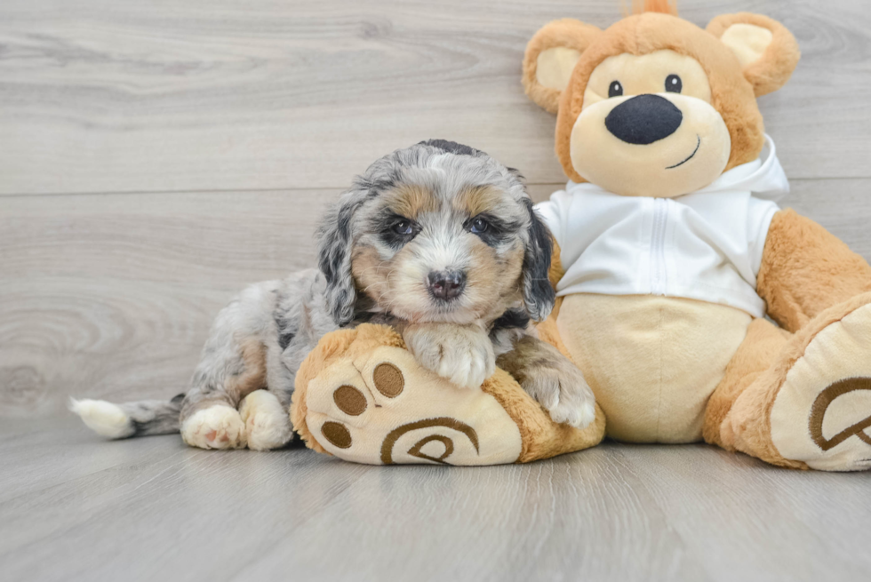 Best Mini Bernedoodle Baby