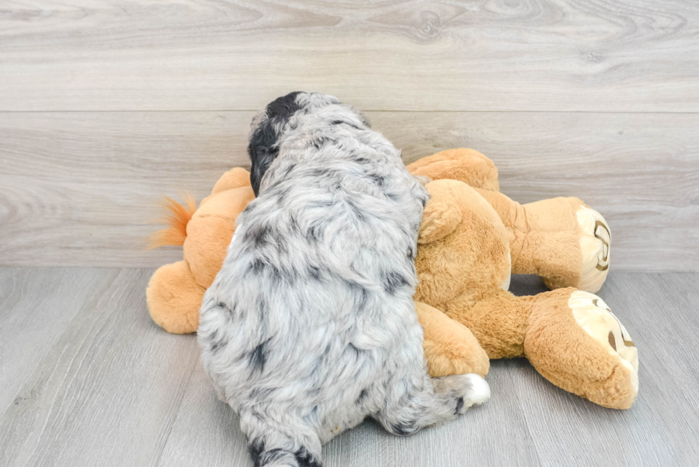 Mini Bernedoodle Puppy for Adoption