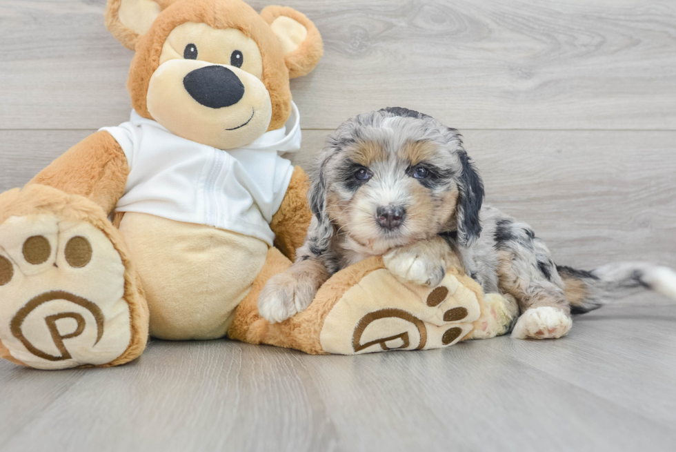 Funny Mini Bernedoodle Poodle Mix Pup