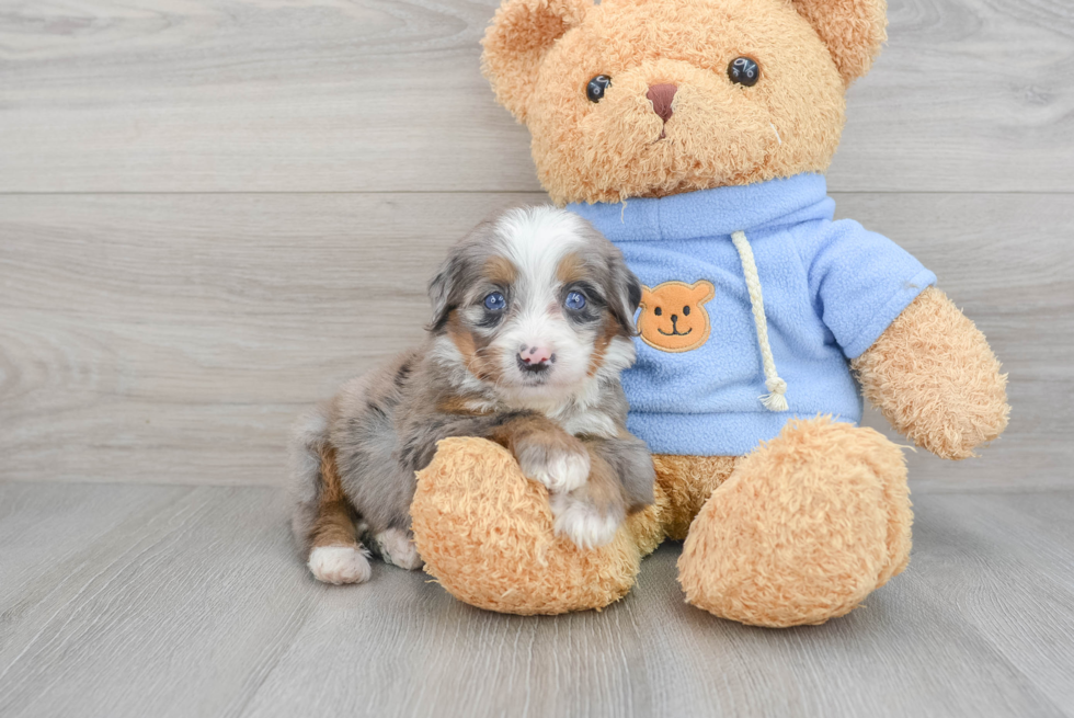 Petite Mini Bernedoodle Poodle Mix Pup