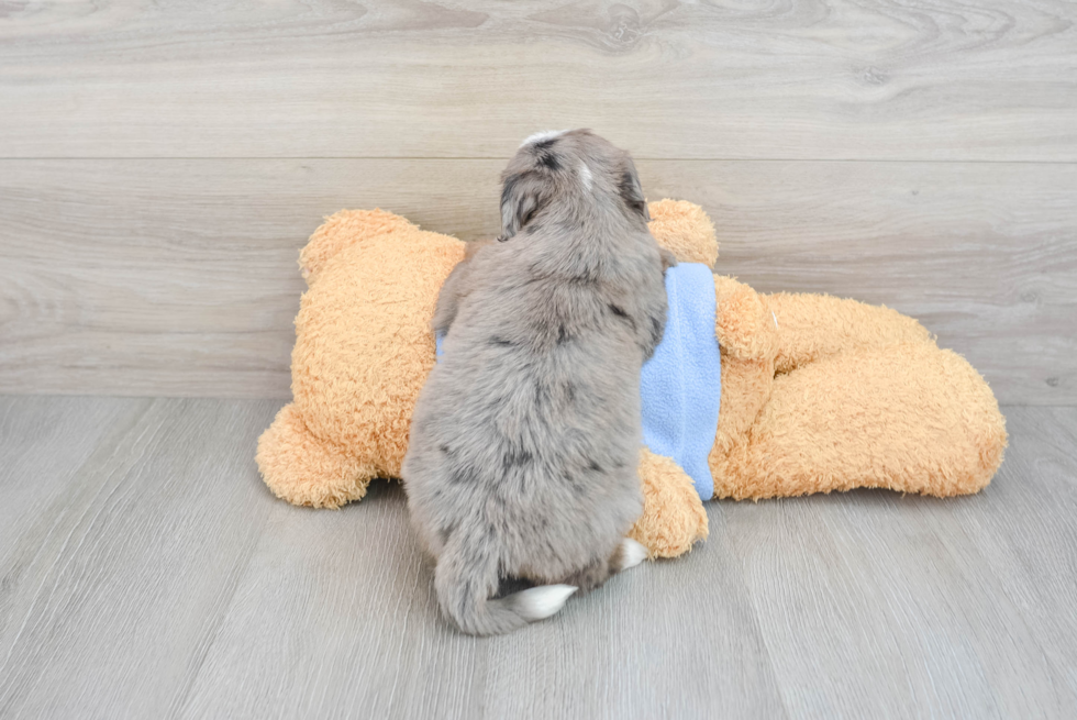 Friendly Mini Bernedoodle Baby