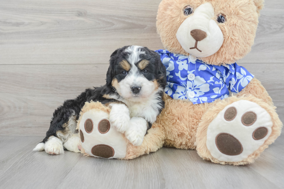 Smart Mini Bernedoodle Poodle Mix Pup