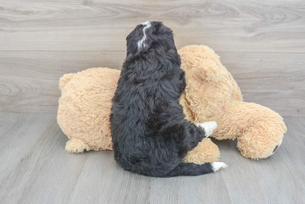 Smart Mini Bernedoodle Poodle Mix Pup