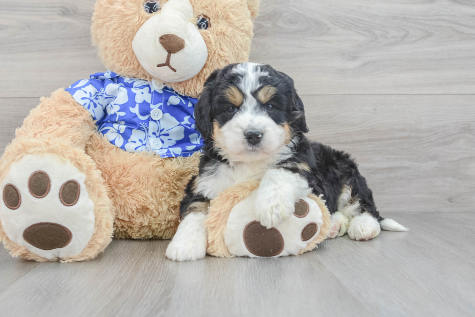 Petite Mini Bernedoodle Poodle Mix Pup