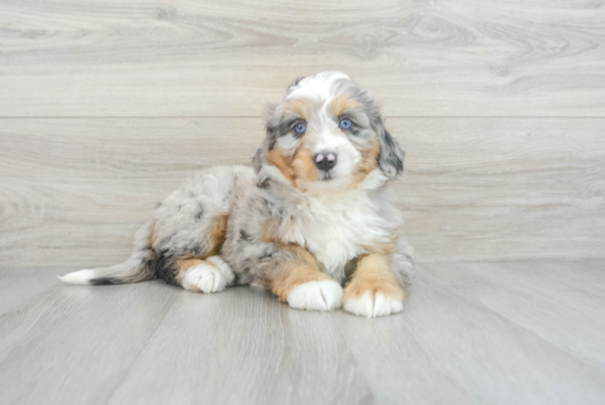 Best Mini Bernedoodle Baby